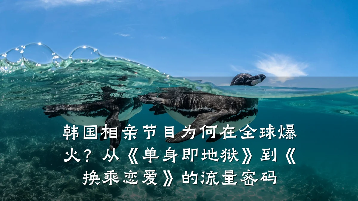 韩国相亲节目为何在全球爆火?从《单身即地狱》到《换乘恋爱》的流量密码