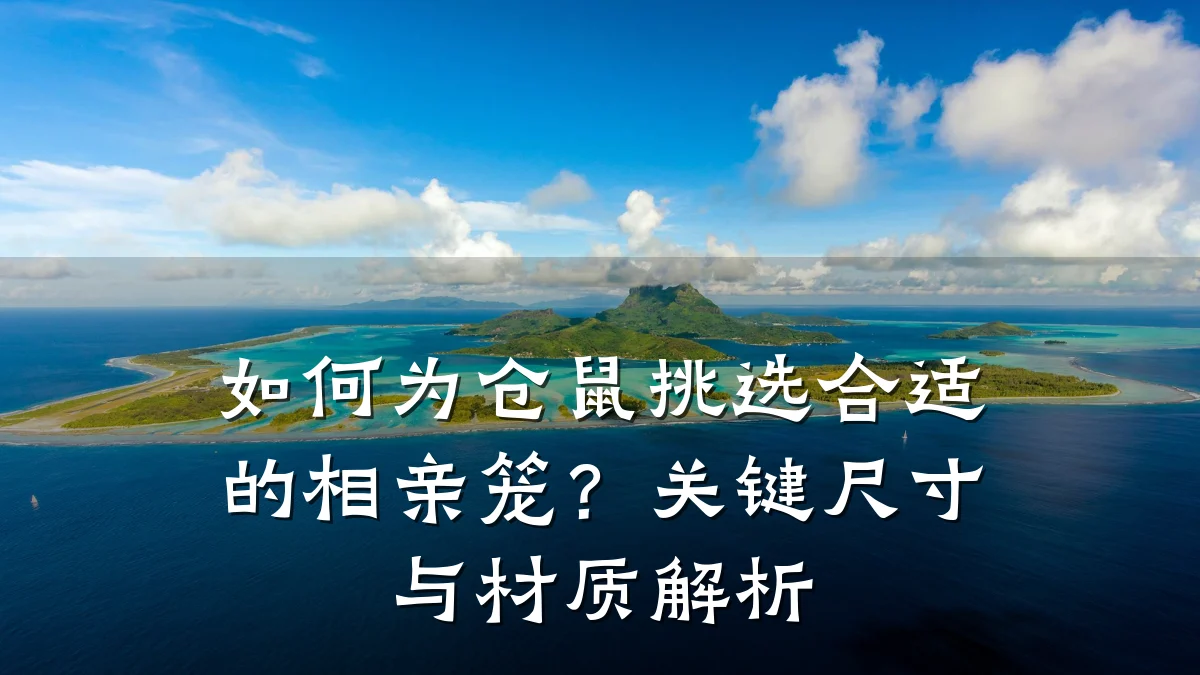 如何为仓鼠挑选合适的相亲笼?关键尺寸与材质解析