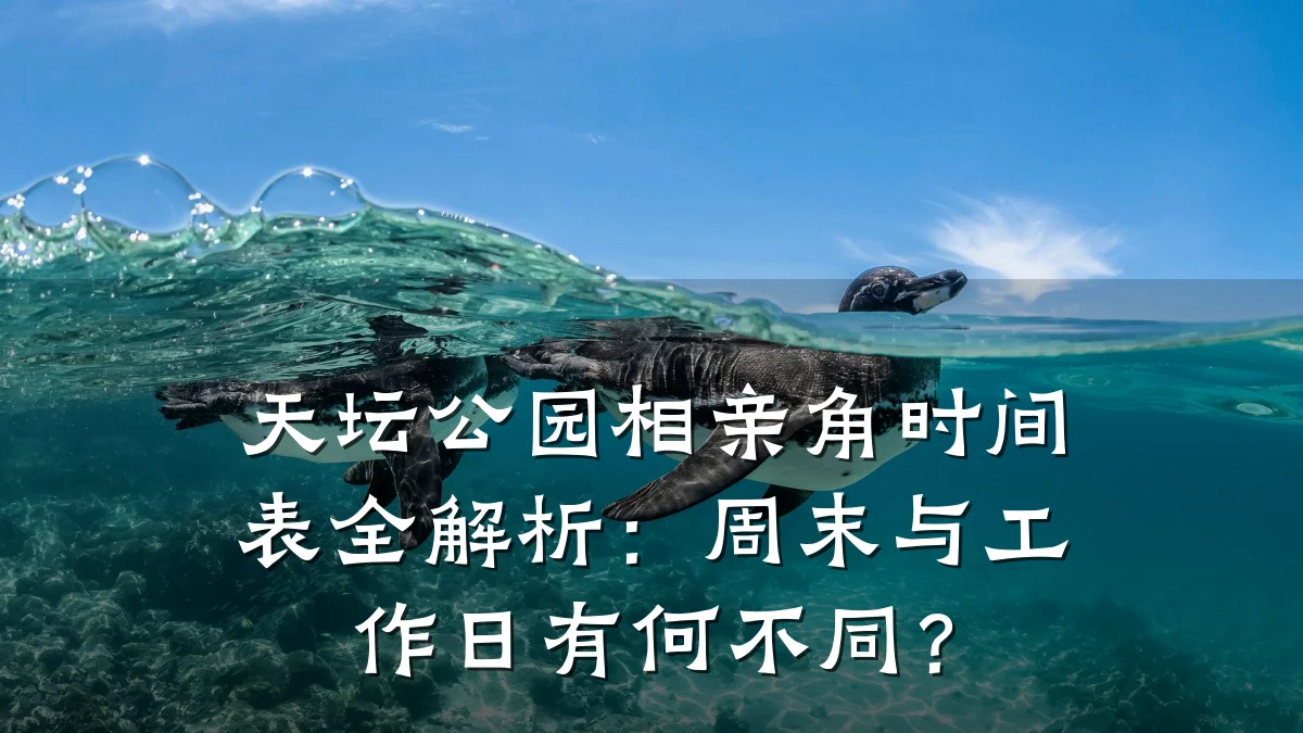 天坛公园相亲角时间表全解析:周末与工作日有何不同?