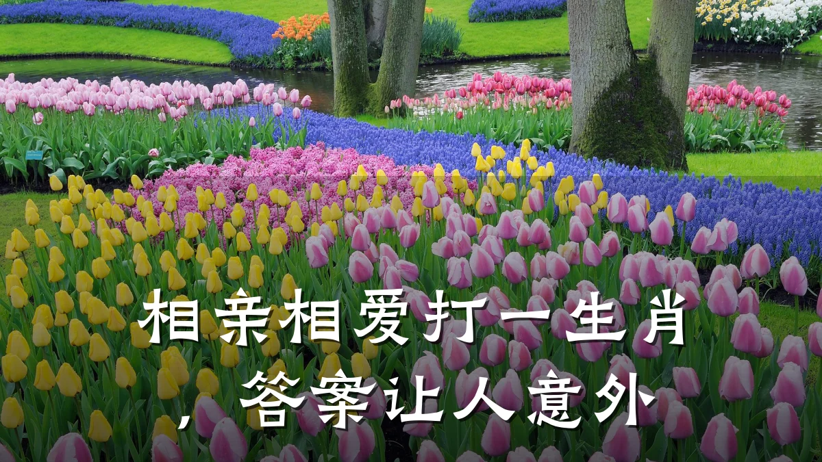 相亲相爱打一生肖,答案让人意外