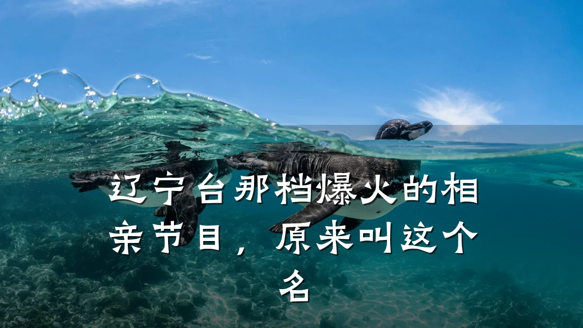 辽宁台那档爆火的相亲节目,原来叫这个名