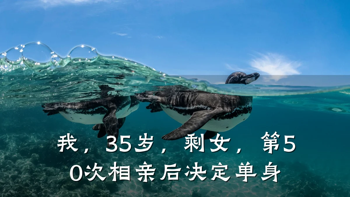 我,35岁,剩女,第50次相亲后决定单身