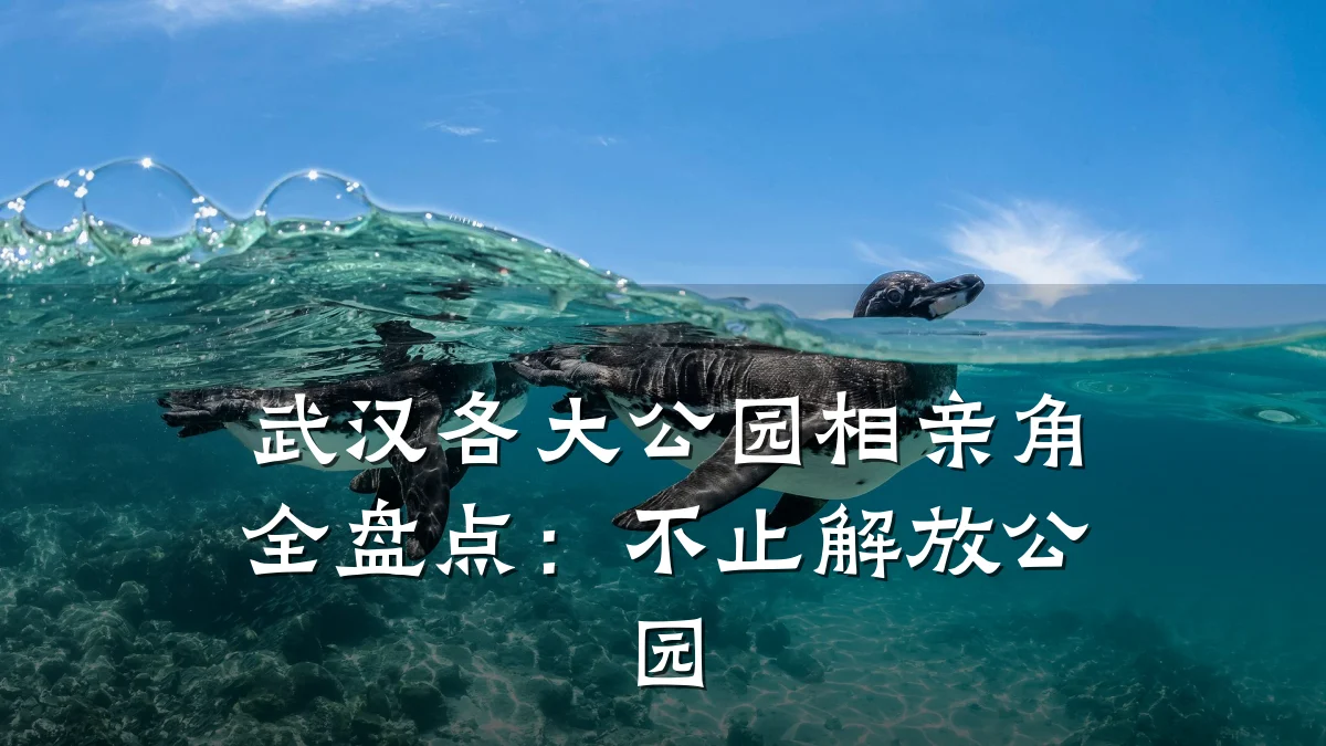 武汉各大公园相亲角全盘点:不止解放公园