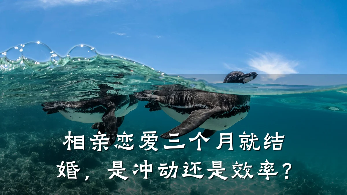 相亲恋爱三个月就结婚,是冲动还是效率?