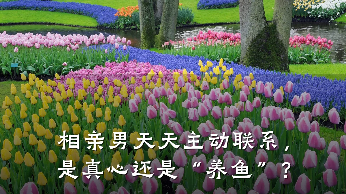 相亲男天天主动联系,是真心还是“养鱼”?