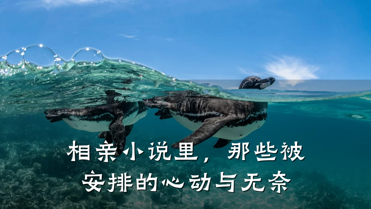 相亲小说里,那些被安排的心动与无奈