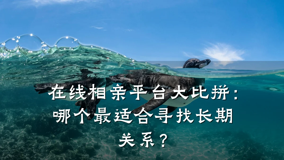 在线相亲平台大比拼:哪个最适合寻找长期关系?