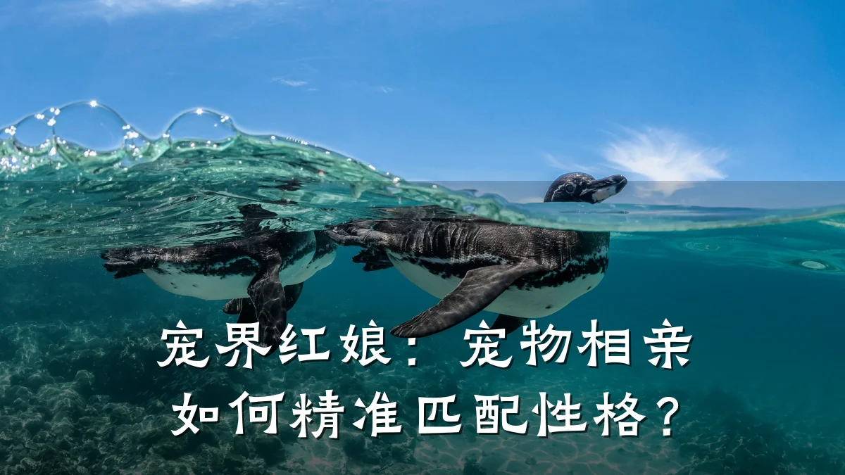 宠界红娘:宠物相亲如何精准匹配性格?