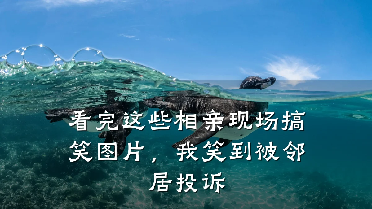 看完这些相亲现场搞笑图片,我笑到被邻居投诉