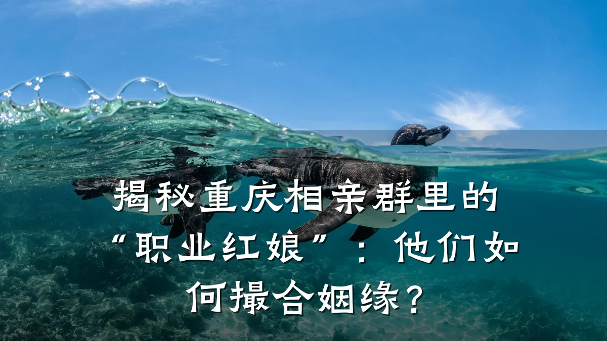 揭秘重庆相亲群里的“职业红娘”:他们如何撮合姻缘?