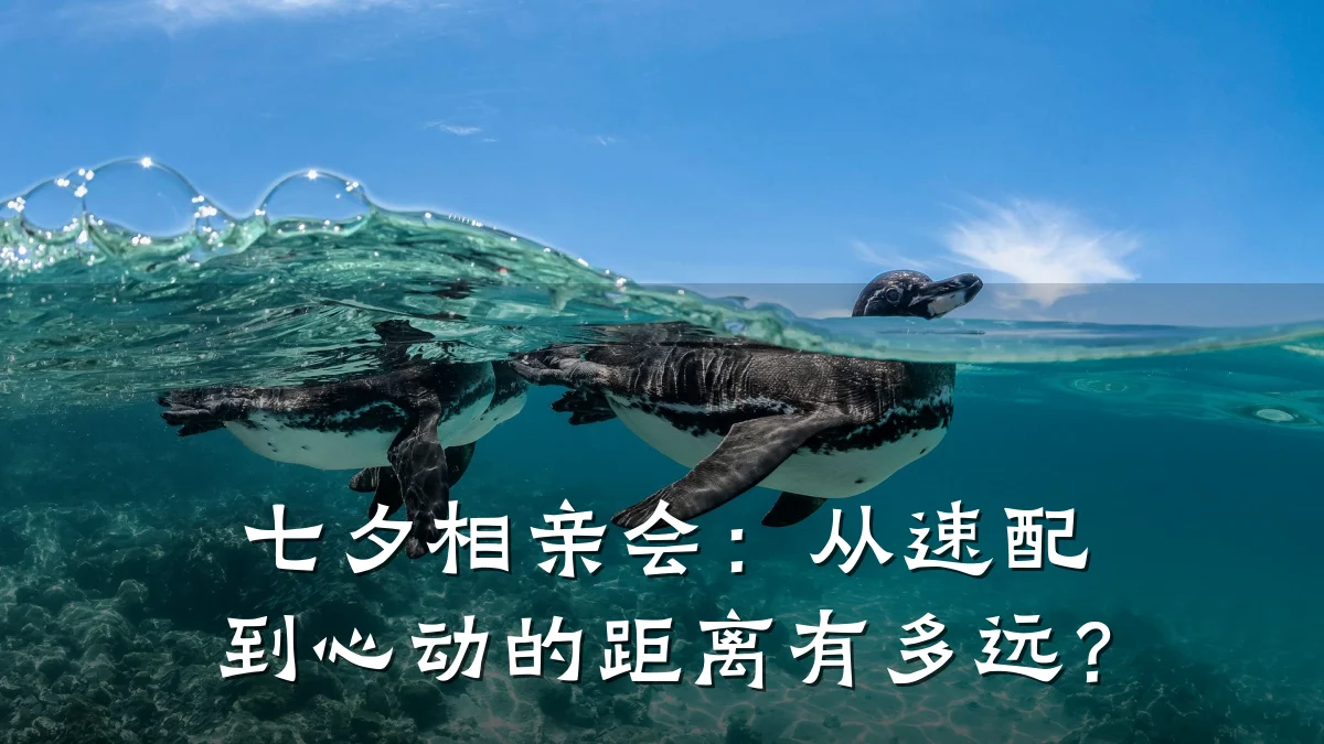 七夕相亲会:从速配到心动的距离有多远?