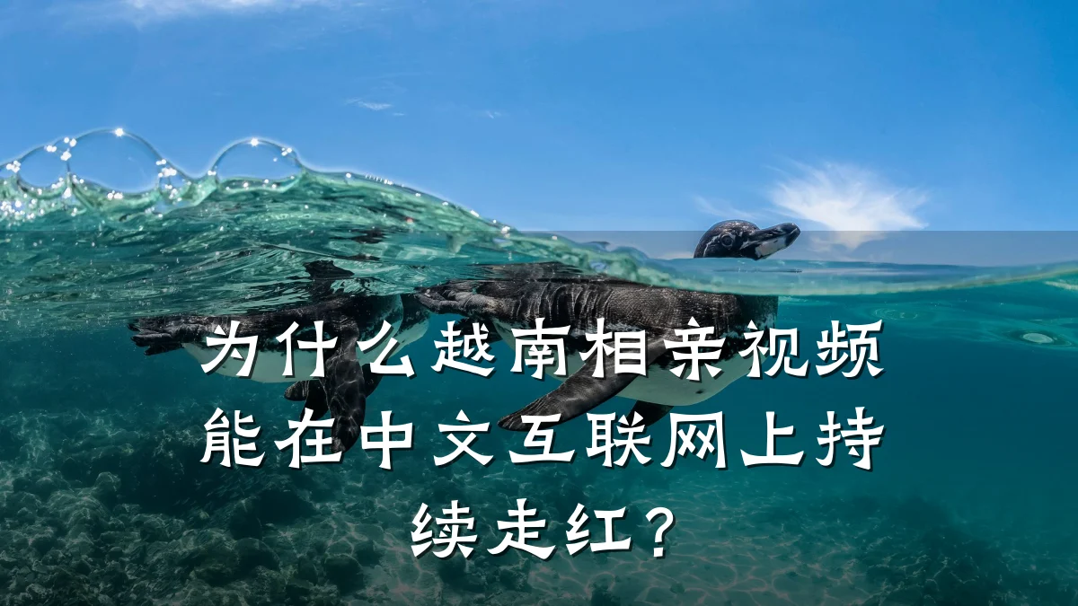 为什么越南相亲视频能在中文互联网上持续走红?