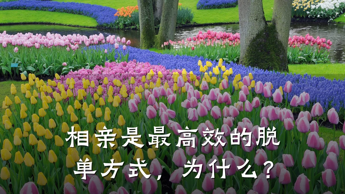相亲是最高效的脱单方式,为什么?