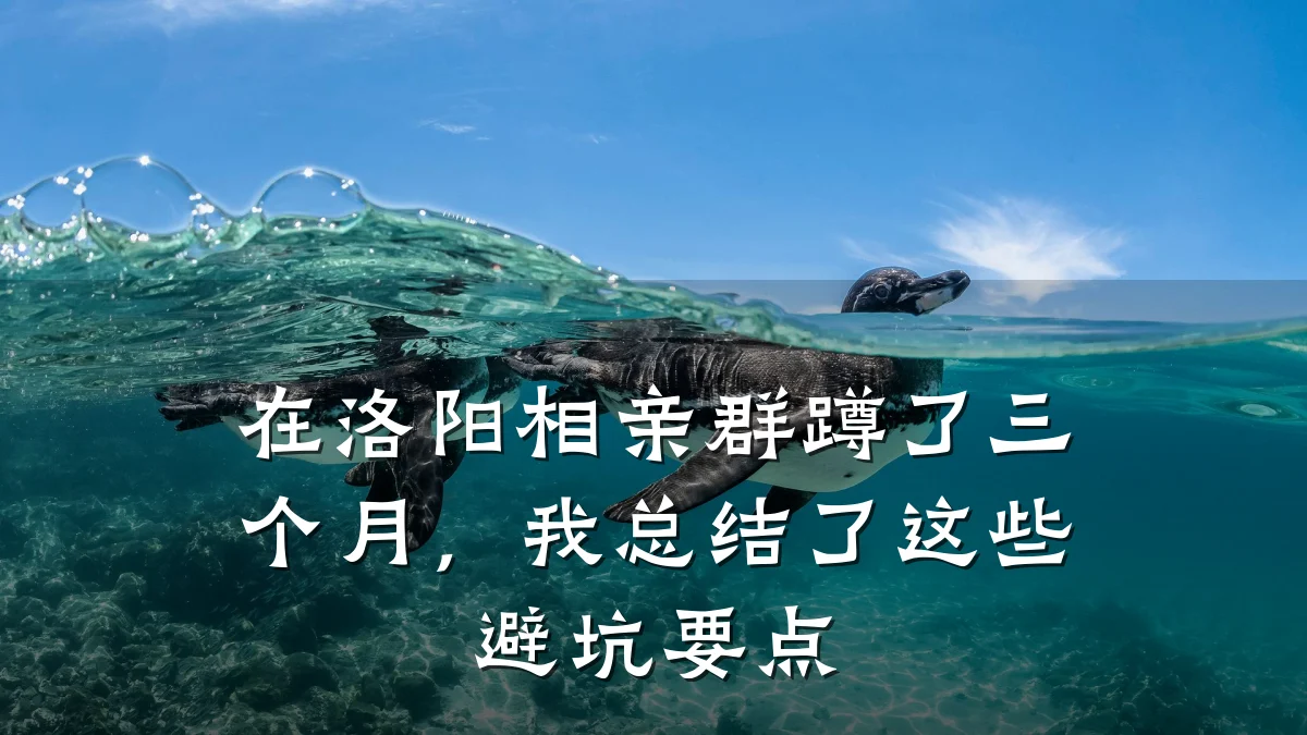 在洛阳相亲群蹲了三个月,我总结了这些避坑要点
