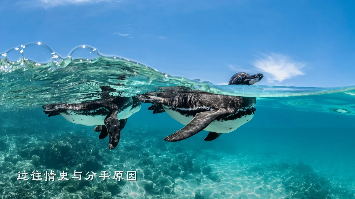 过往情史与分手原因