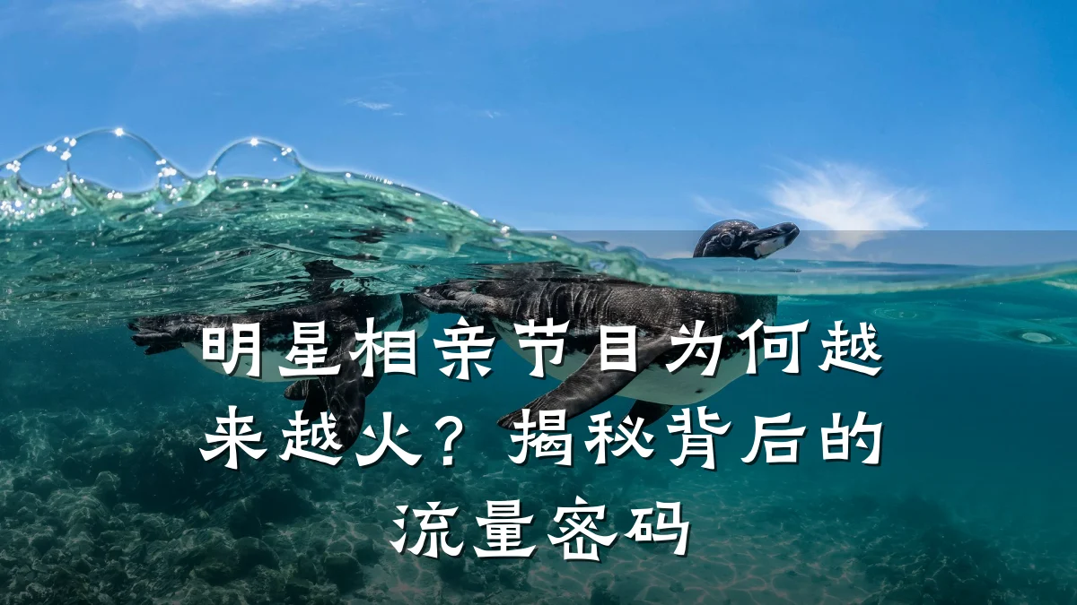 明星相亲节目为何越来越火?揭秘背后的流量密码