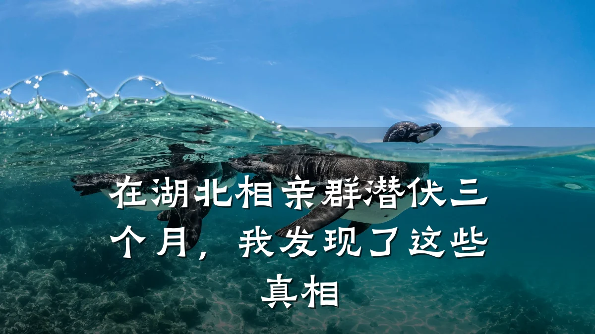 在湖北相亲群潜伏三个月,我发现了这些真相