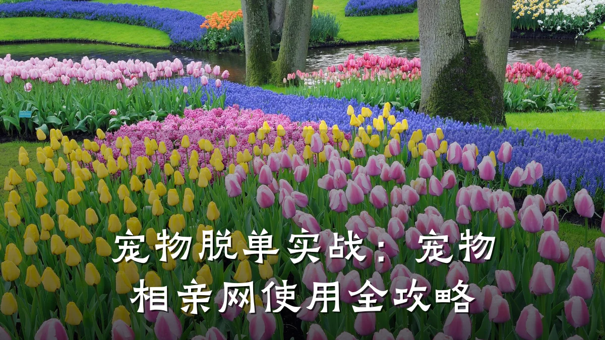 宠物脱单实战:宠物相亲网使用全攻略