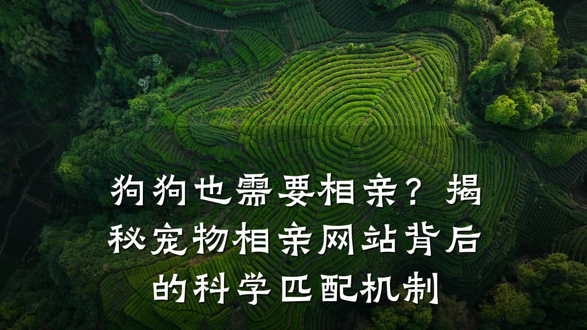 狗狗也需要相亲?揭秘宠物相亲网站背后的科学匹配机制