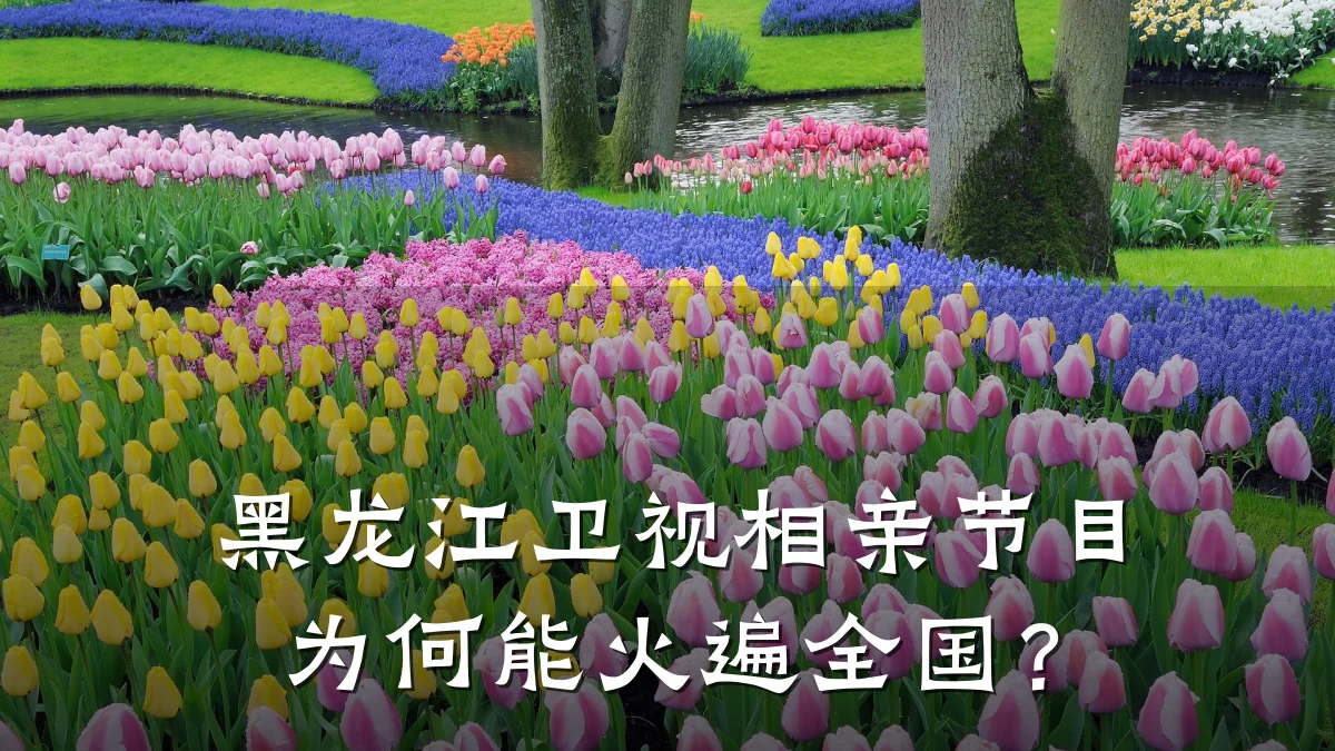 黑龙江卫视相亲节目为何能火遍全国?