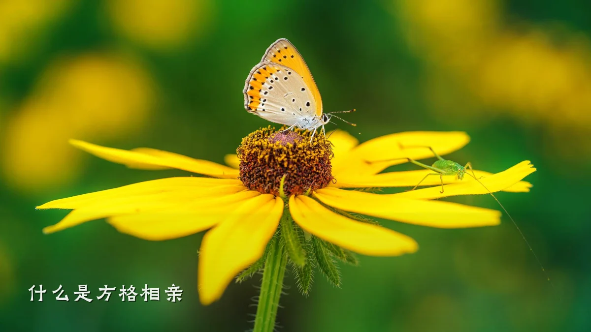 什么是方格相亲