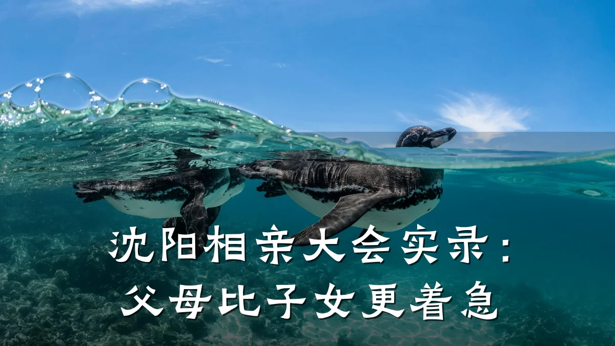 沈阳相亲大会实录:父母比子女更着急