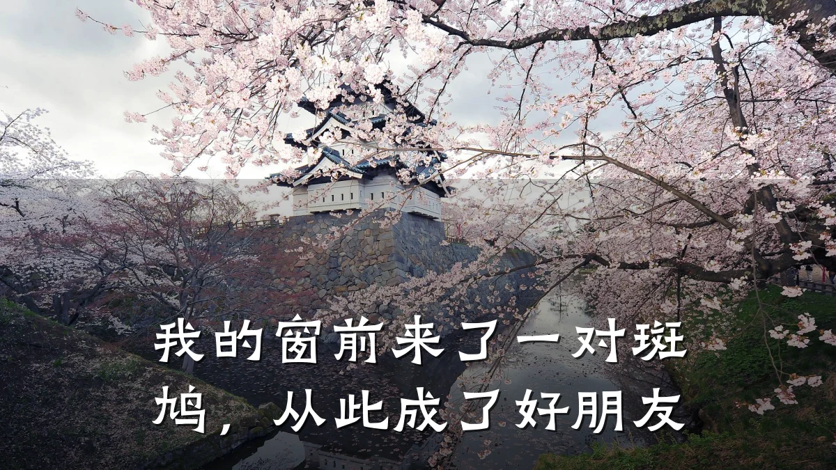 我的窗前来了一对斑鸠,从此成了好朋友