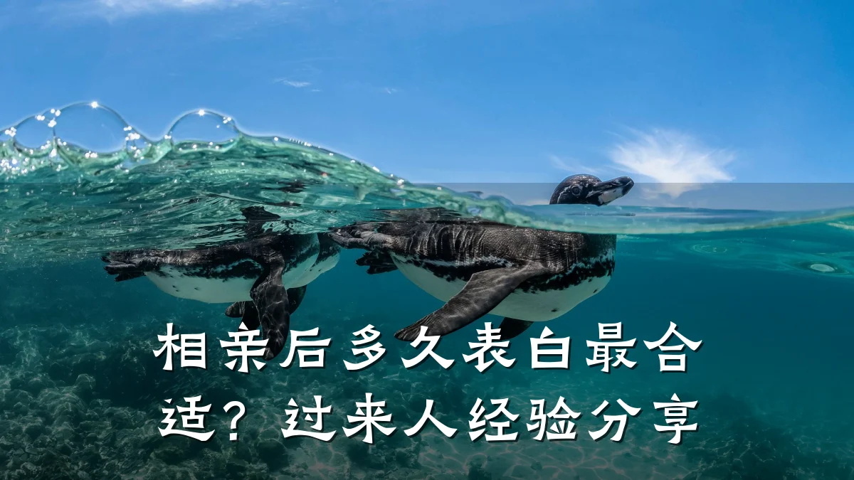 相亲后多久表白最合适?过来人经验分享