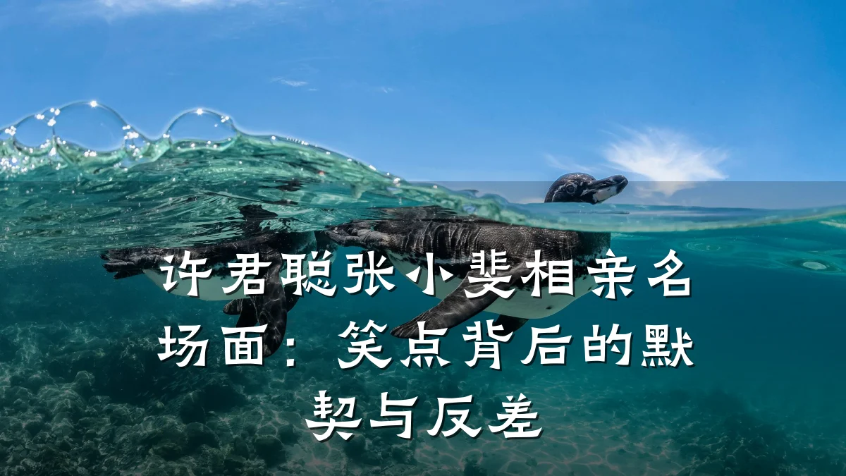 许君聪张小斐相亲名场面:笑点背后的默契与反差