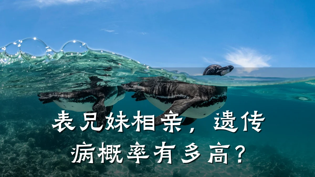 表兄妹相亲,遗传病概率有多高?