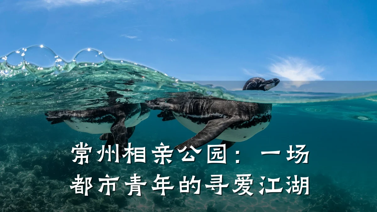常州相亲公园:一场都市青年的寻爱江湖