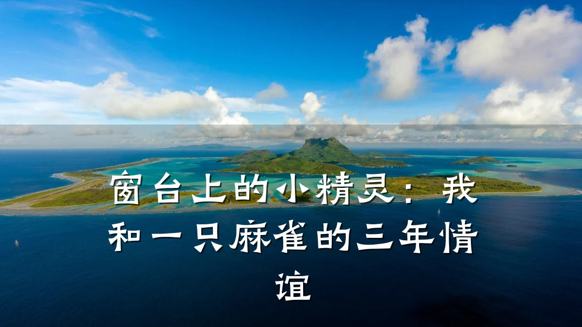 窗台上的小精灵:我和一只麻雀的三年情谊