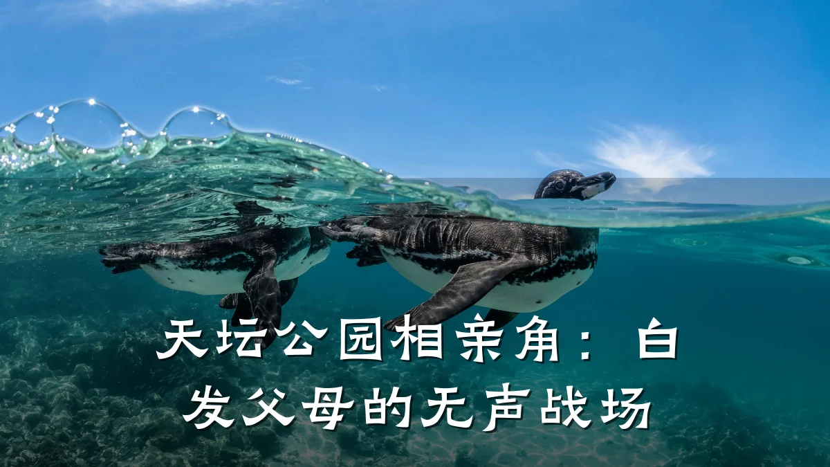 天坛公园相亲角:白发父母的无声战场