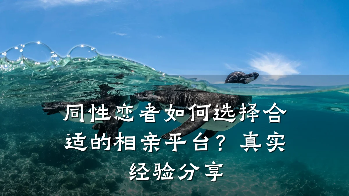 同性恋者如何选择合适的相亲平台?真实经验分享