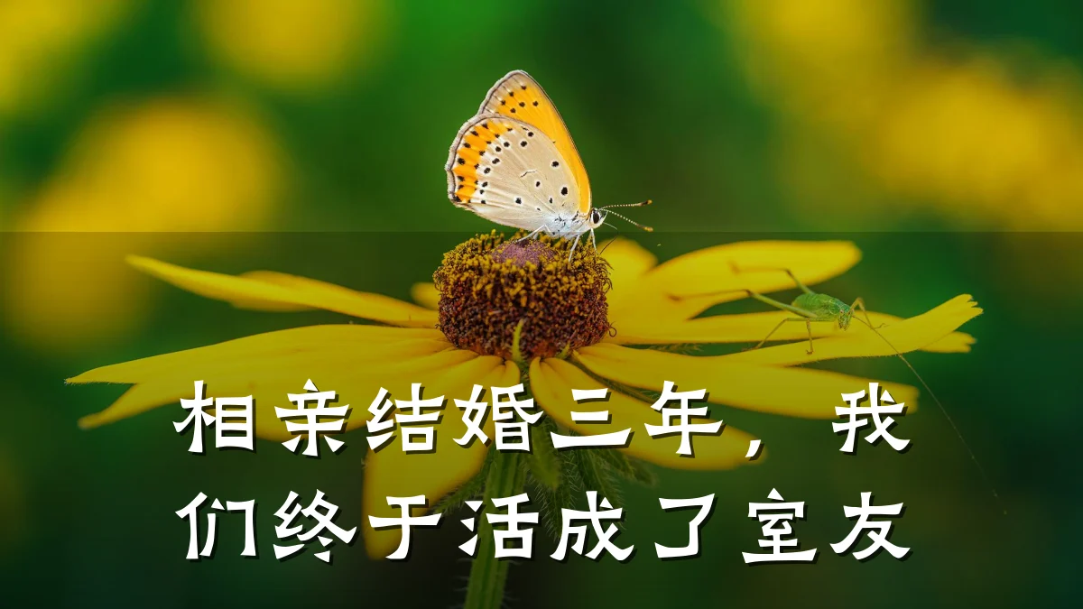 相亲结婚三年,我们终于活成了室友